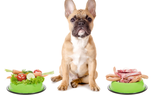 cachorro com vasilha de saladas frutas e carnes
