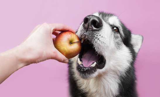 cachorro comendo fruta