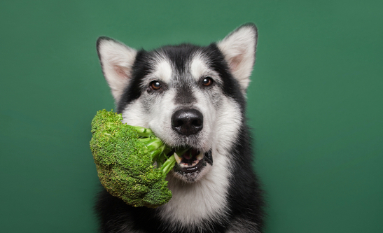 cao comendo brocolis- legume