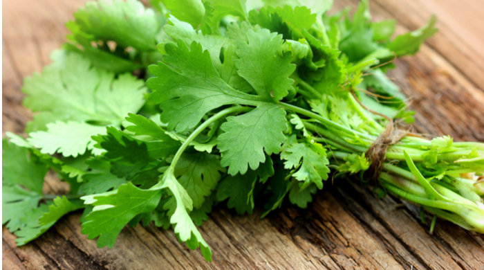 Ervas Aromáticas- salsinha cheiro verde descubra como utilizar em receitas 