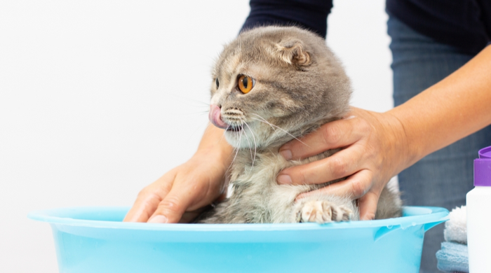 gatinho tomando banho como melhorar o bem estar do seu pet