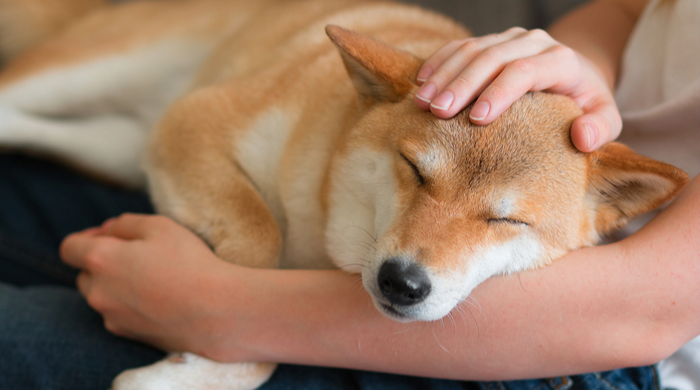 cãozinho dormindo no colo do dono