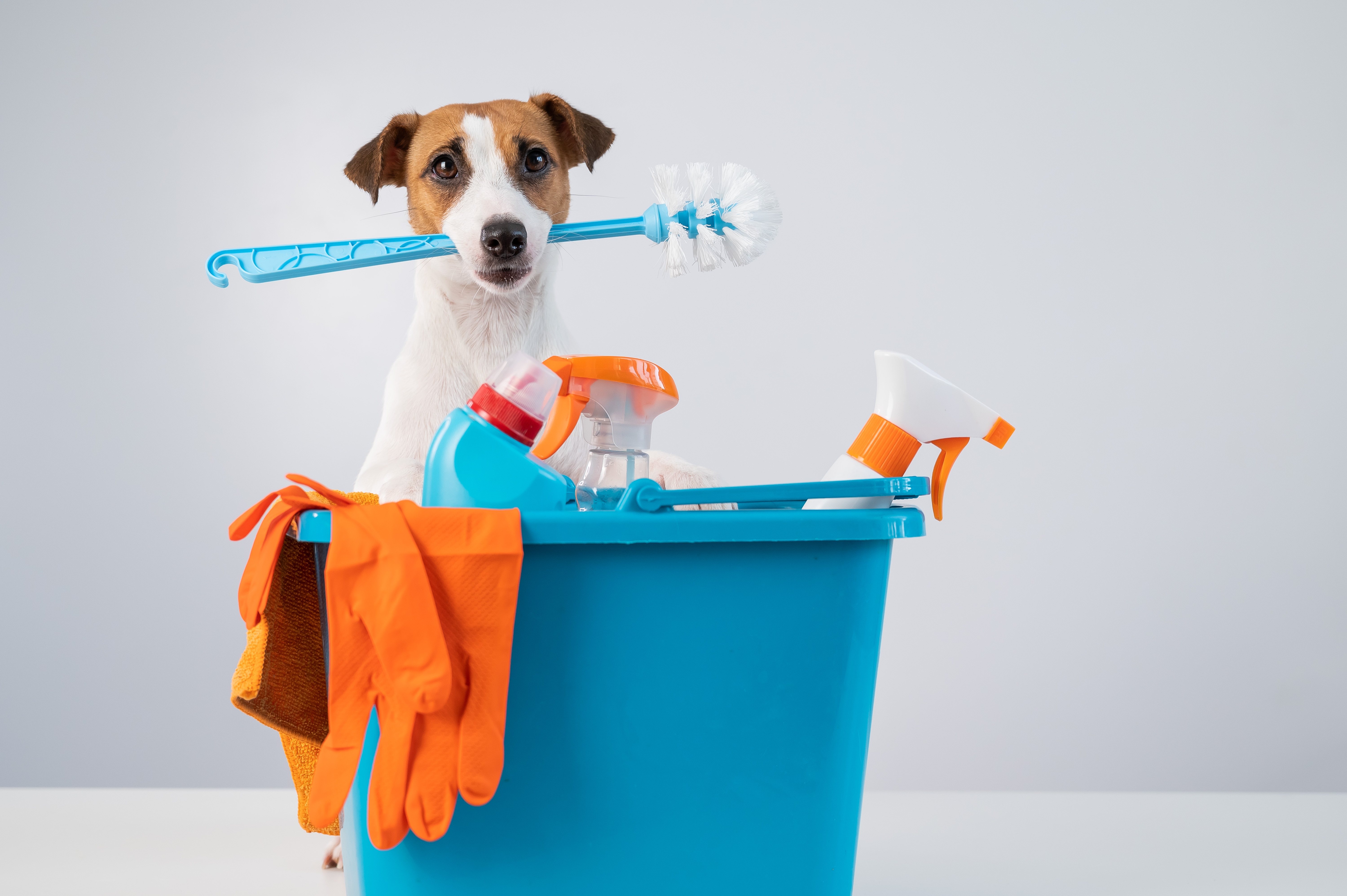 Produtos de limpeza indispensáveis para quem tem PET em casa